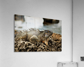 4087 Acrylic Print