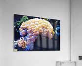 4119 Acrylic Print