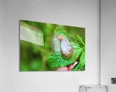 4136 Acrylic Print