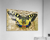4139 Acrylic Print