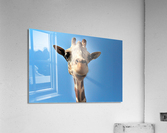 4167 Acrylic Print