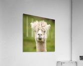 4178 Acrylic Print