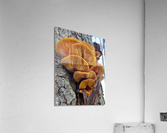 4182 Acrylic Print