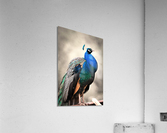 4194 Acrylic Print