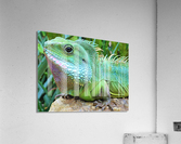 4203 Acrylic Print