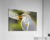 4210 Acrylic Print