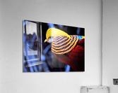 4262 Acrylic Print