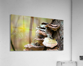 4289 Acrylic Print