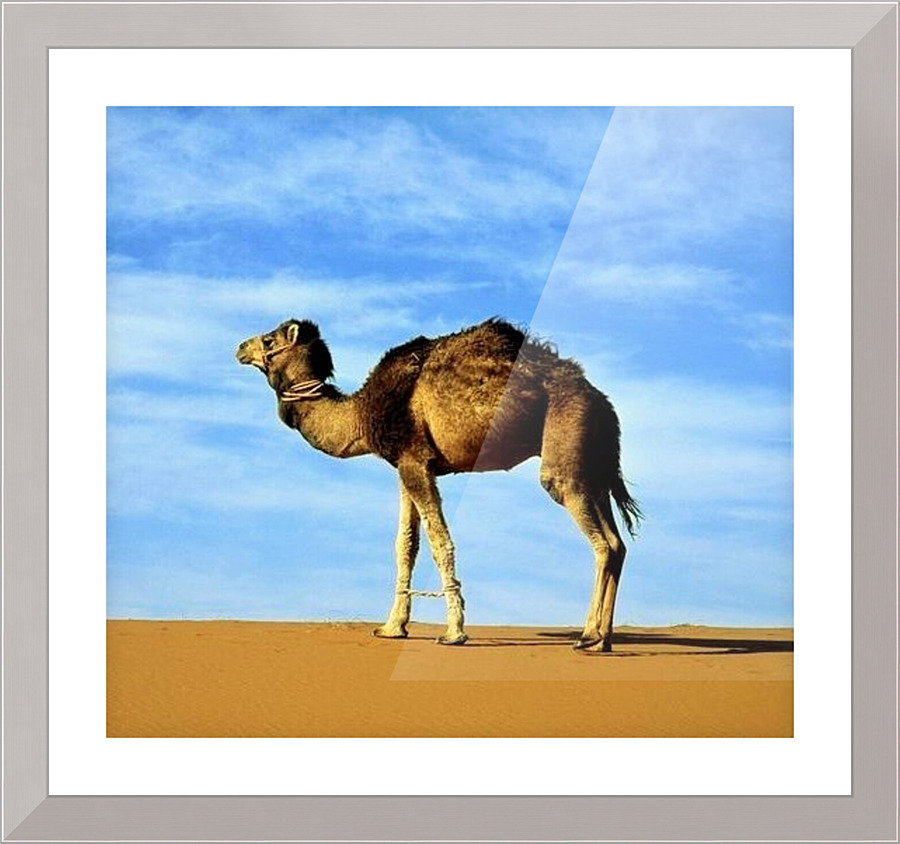 246 Picture Frame print