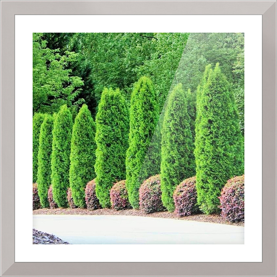 327 Picture Frame print