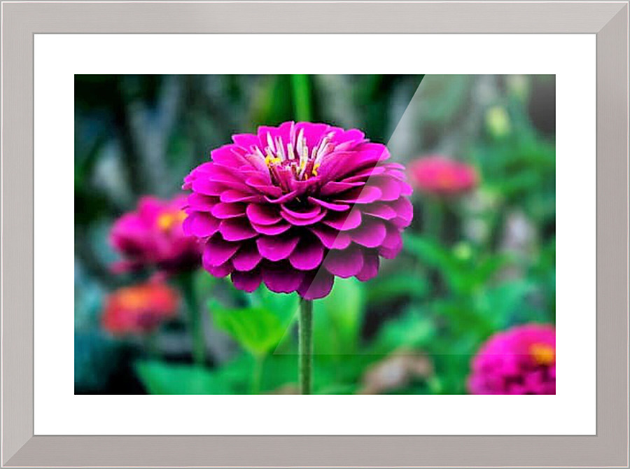 577 Picture Frame print