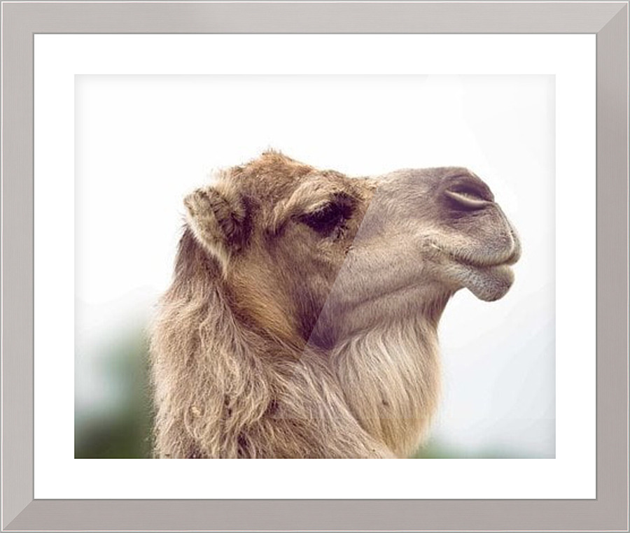 598 Picture Frame print