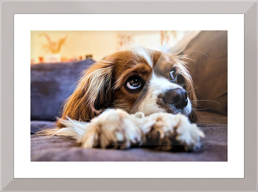 662 Picture Frame print