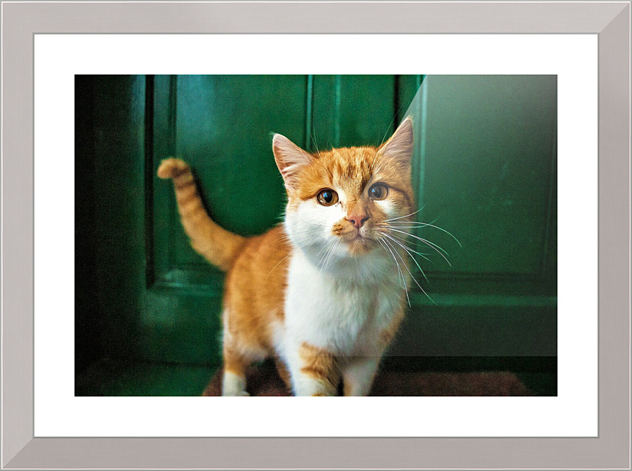 680 Picture Frame print