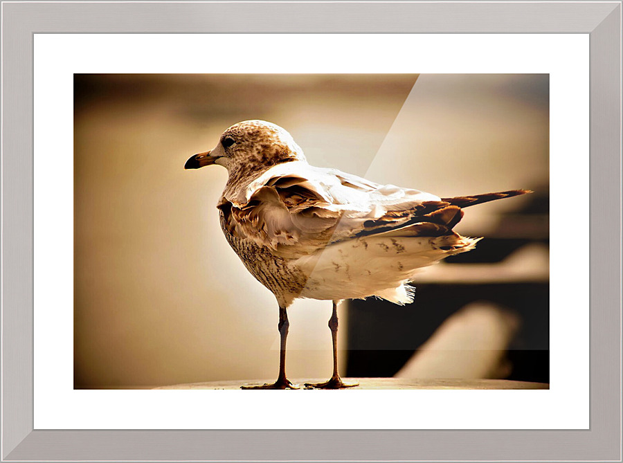 1010 Picture Frame print