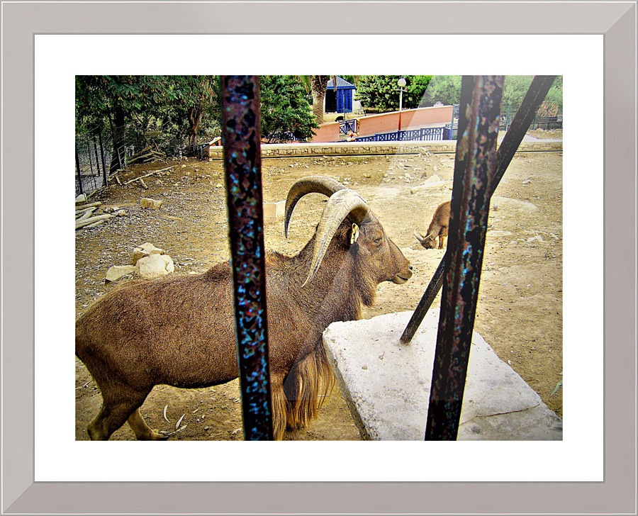 1066 Picture Frame print