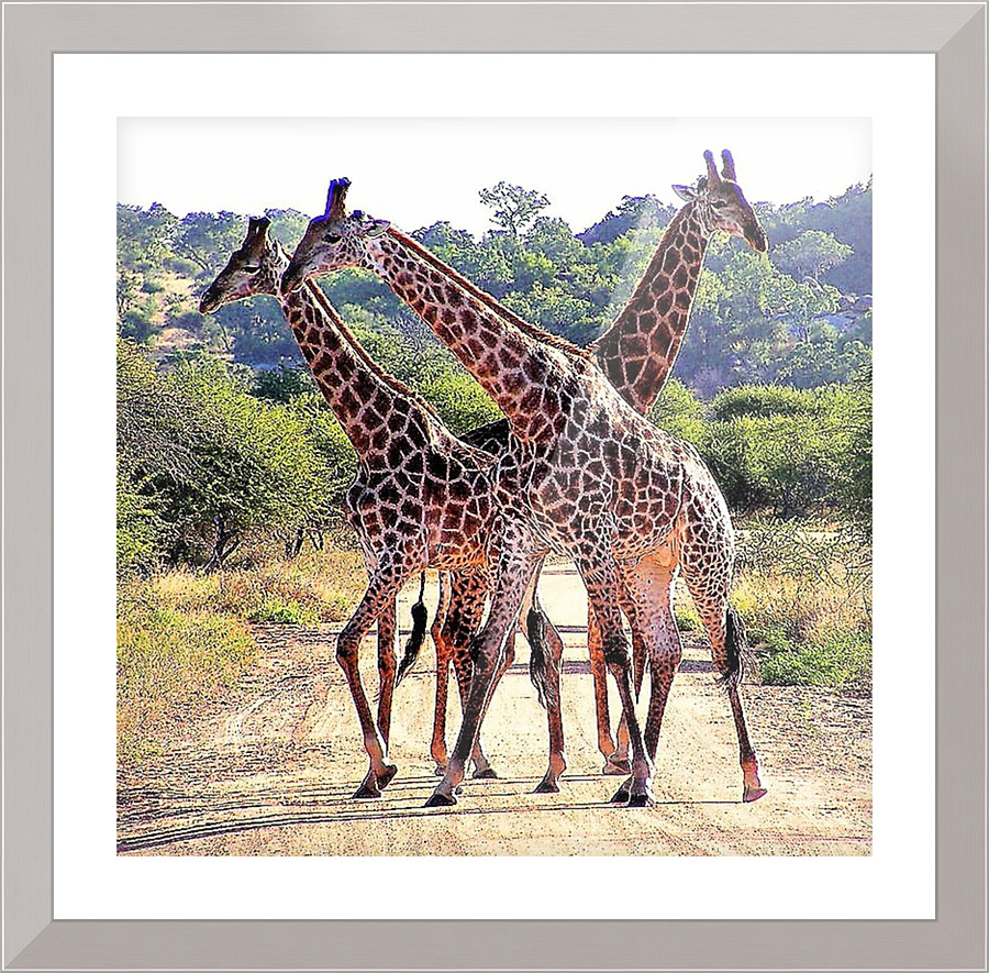 1128 Picture Frame print