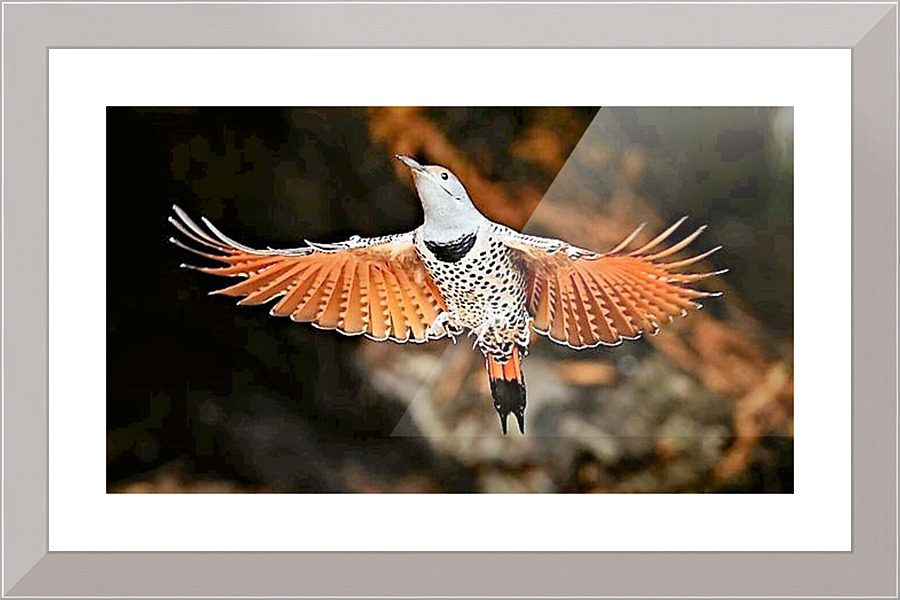 1163 Picture Frame print