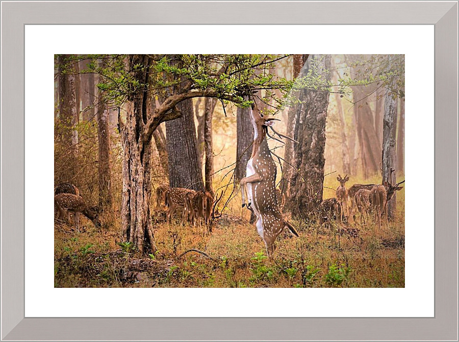 1184 Picture Frame print