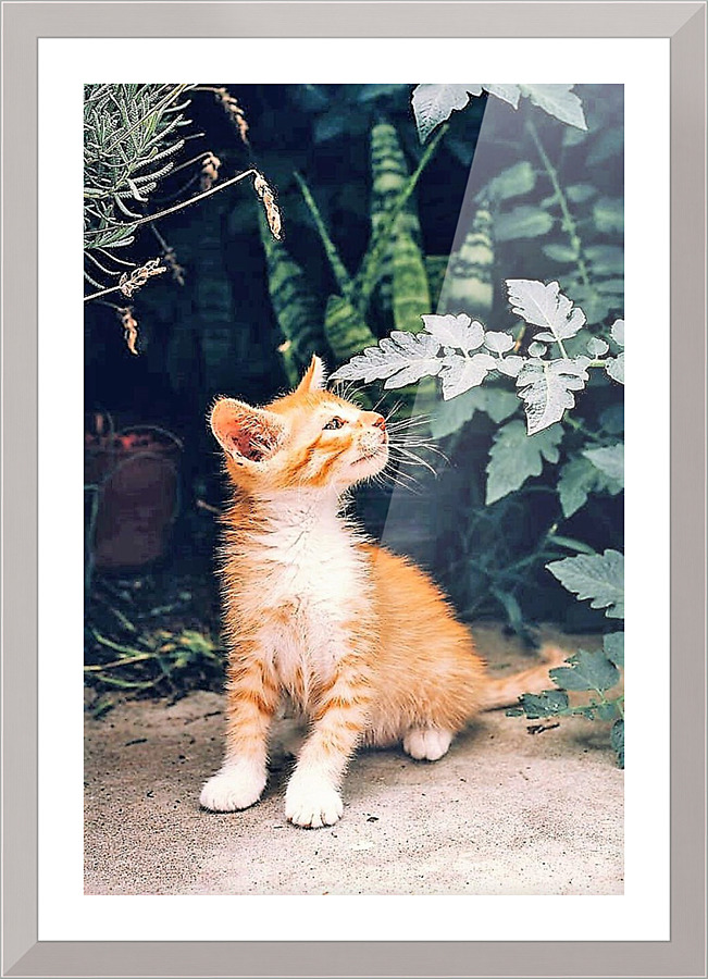 1329 Picture Frame print