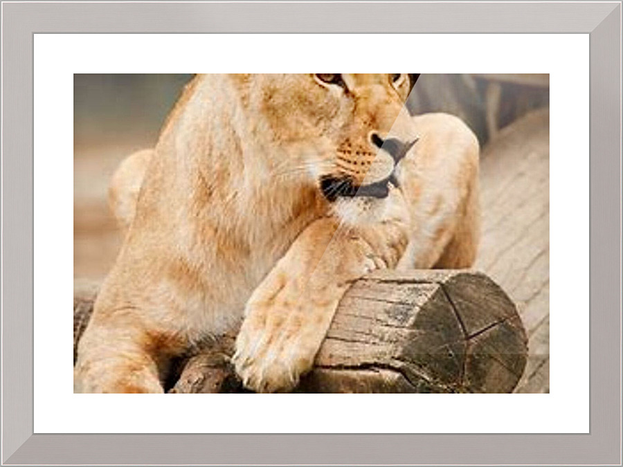 1438 Picture Frame print