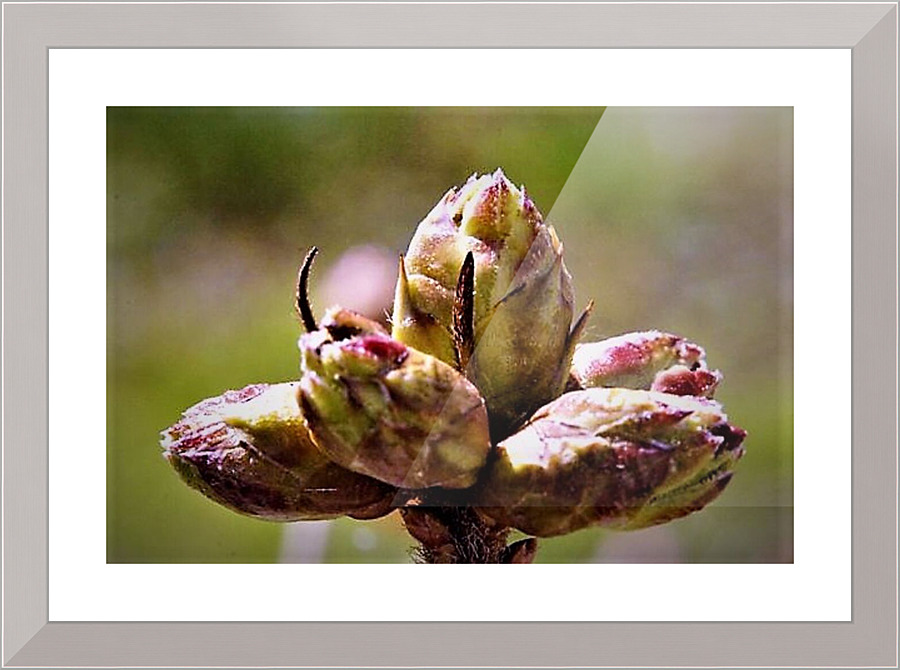 1540 Picture Frame print