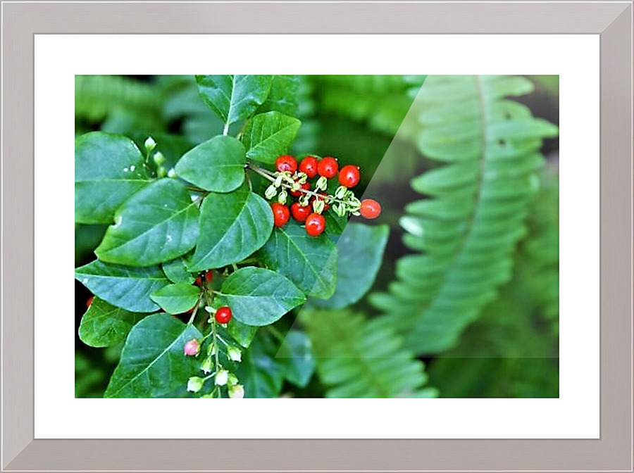 1544 Picture Frame print