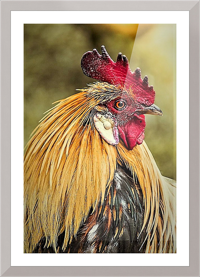 1554 Picture Frame print