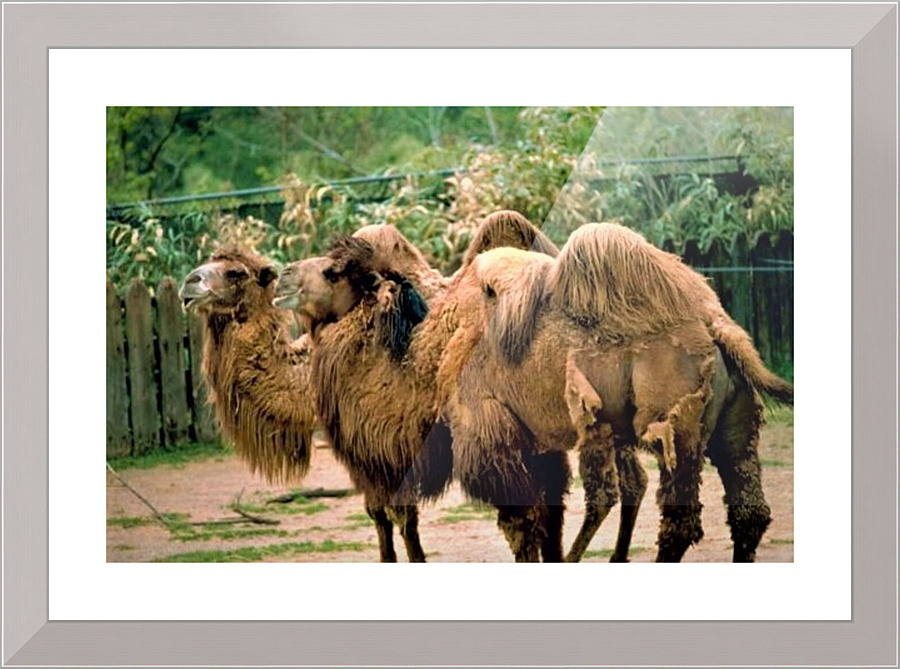 1580 Picture Frame print