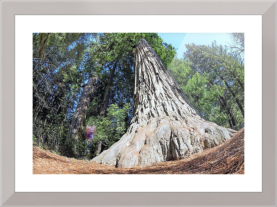 1628 Picture Frame print