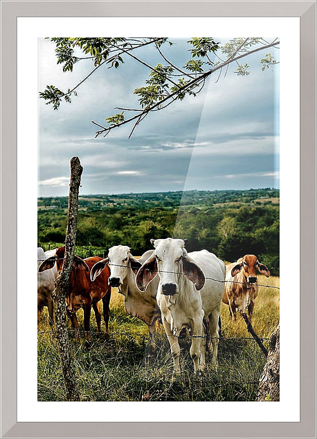 1773 Picture Frame print
