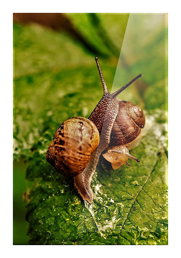 2074 Picture Frame print