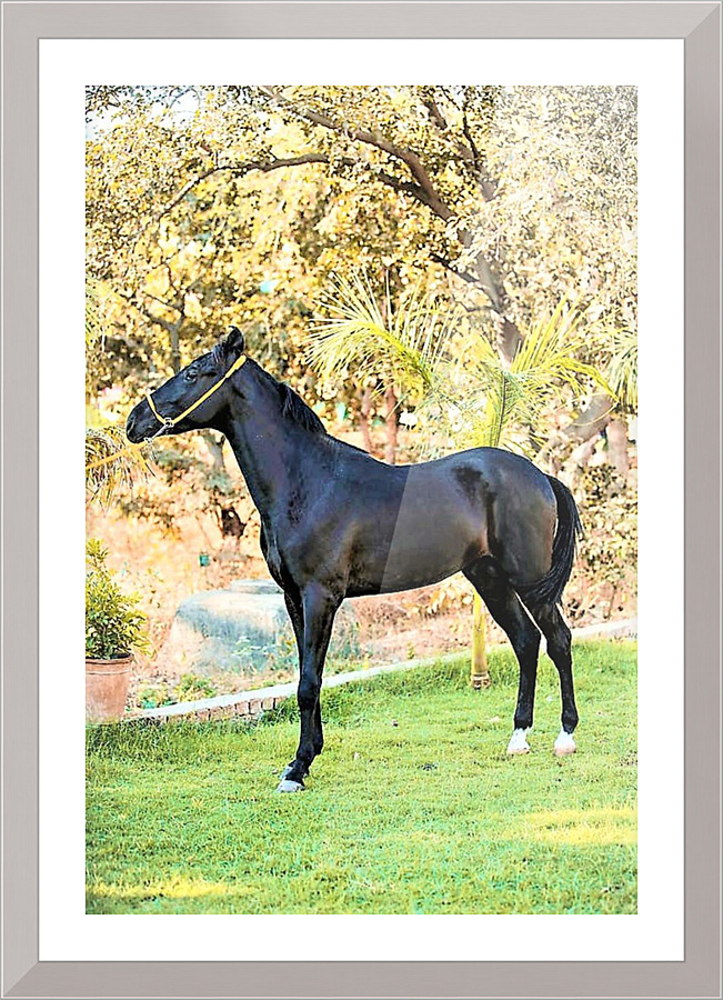 2281 Picture Frame print