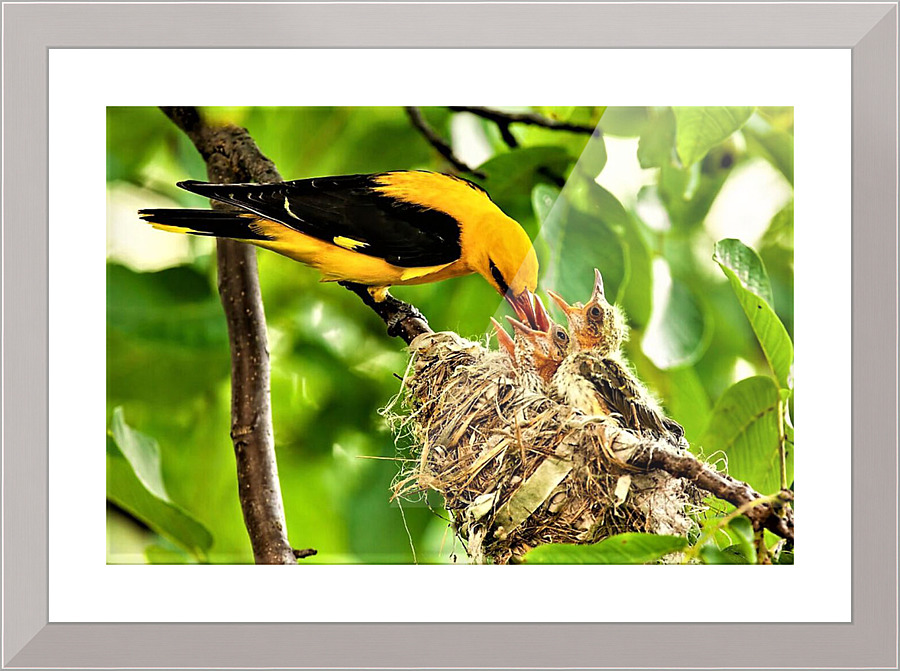 2412 Picture Frame print