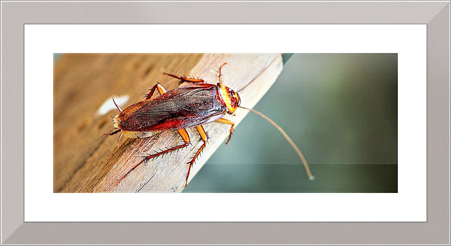 2429 Picture Frame print