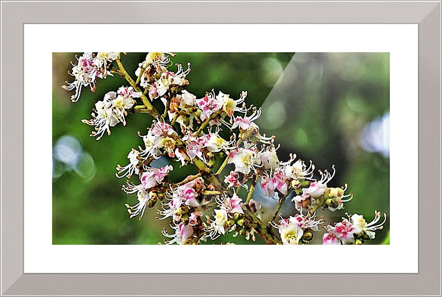 2446 Picture Frame print