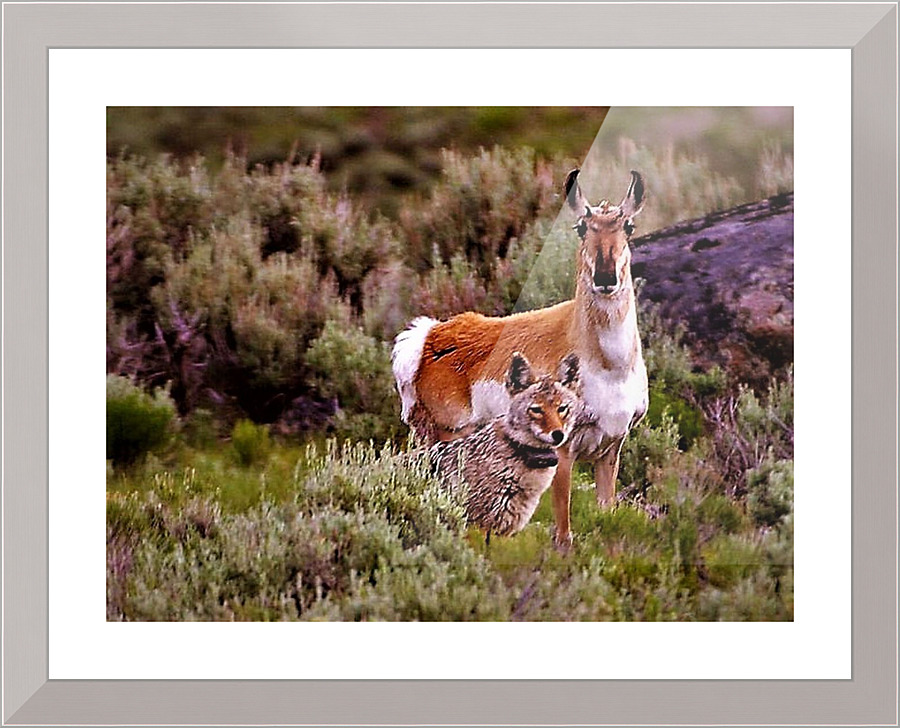 2453 Picture Frame print