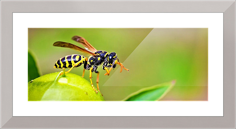 2706 Picture Frame print