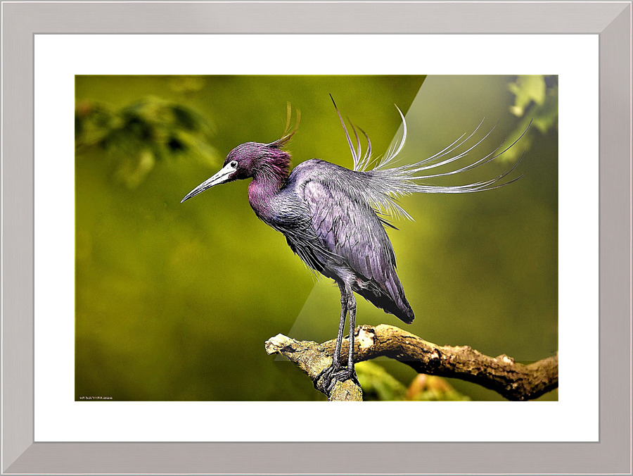 2801 Picture Frame print