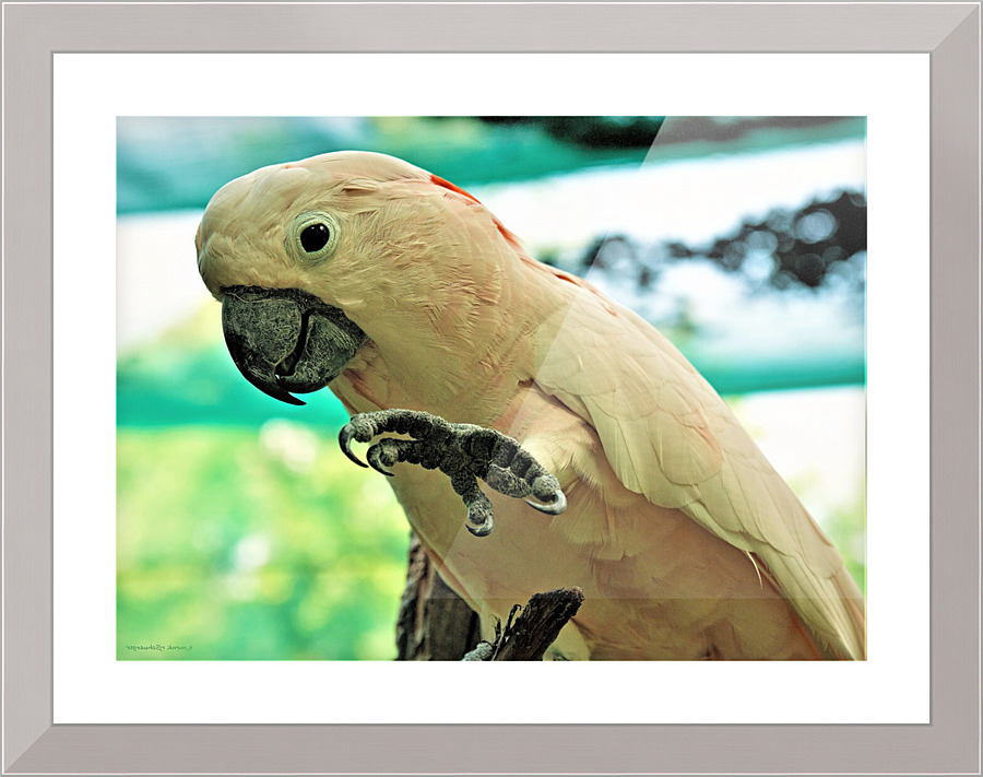 2813 Picture Frame print