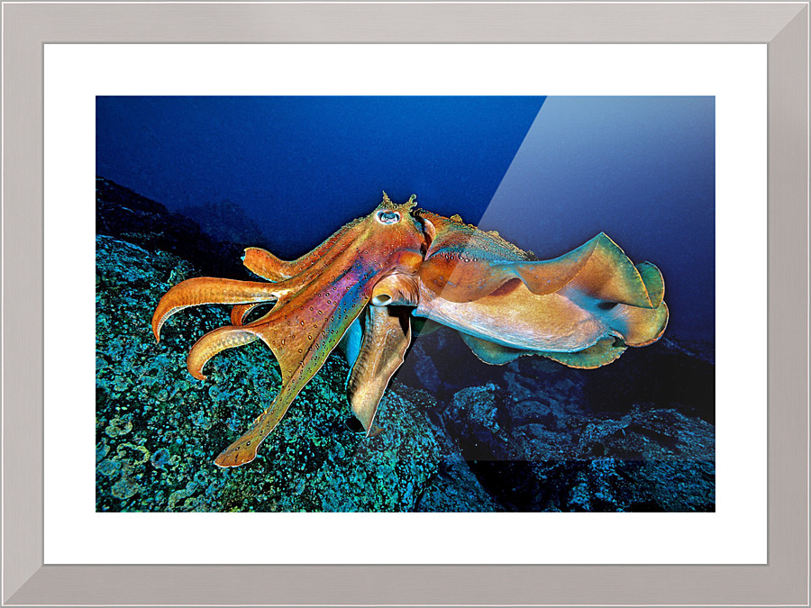 2839 Picture Frame print