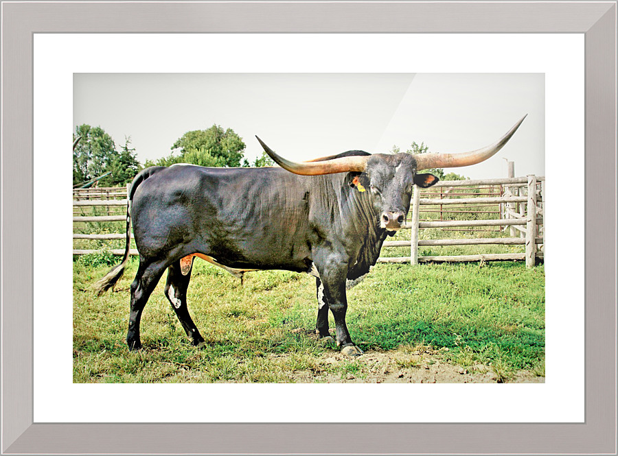 2847 Picture Frame print