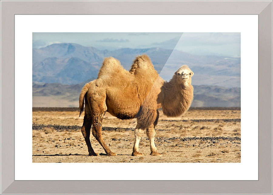 2913 Picture Frame print