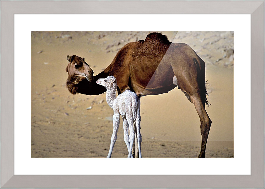 3017 Picture Frame print