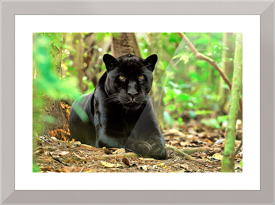 3073 Picture Frame print