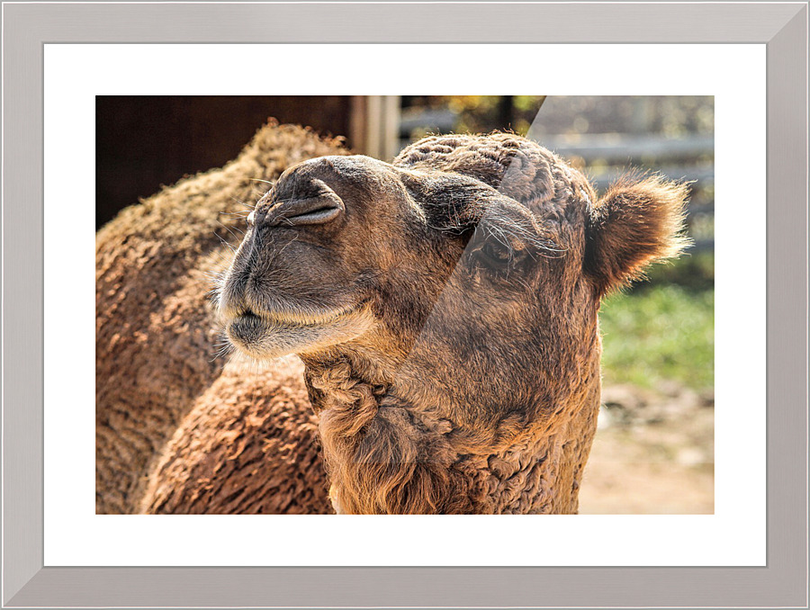 3273 Picture Frame print