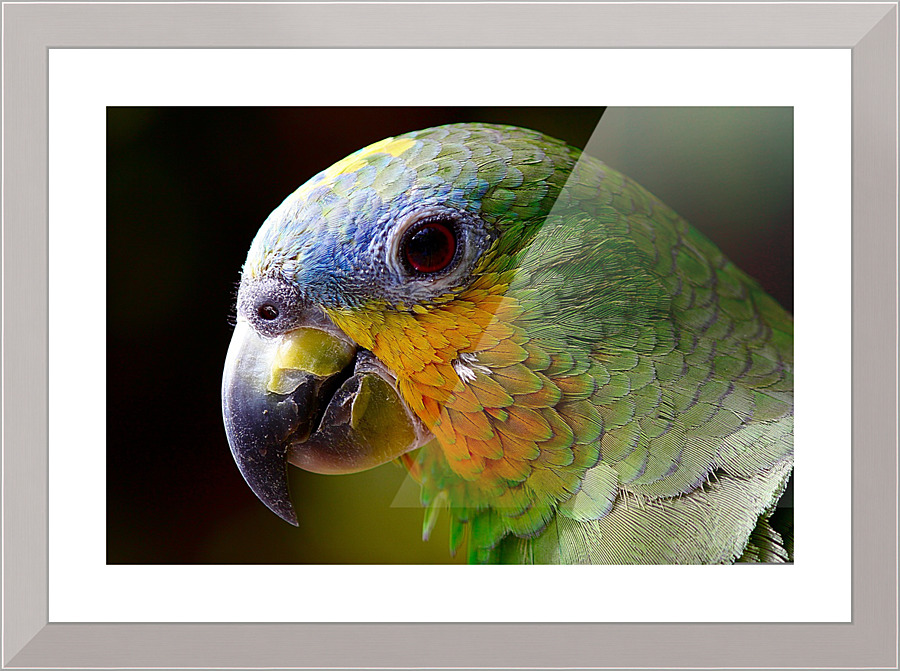 3633 Picture Frame print