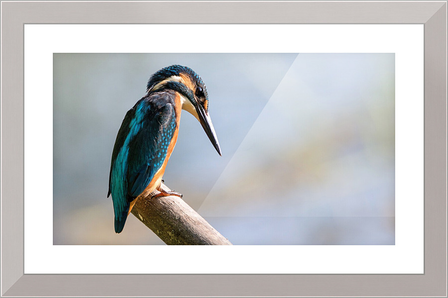 3636 Picture Frame print