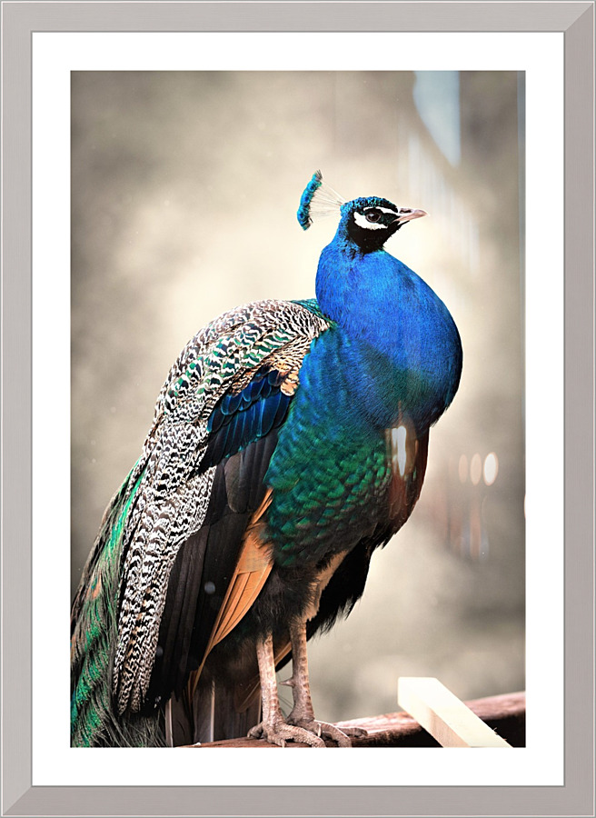 4194 Picture Frame print