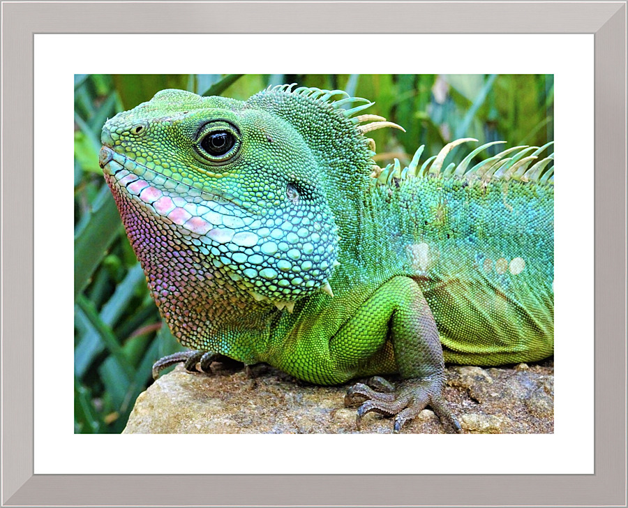 4203 Picture Frame print
